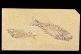 Fossil Fish Plate (Diplomystus & Mioplosus) - Wyoming #91595-1